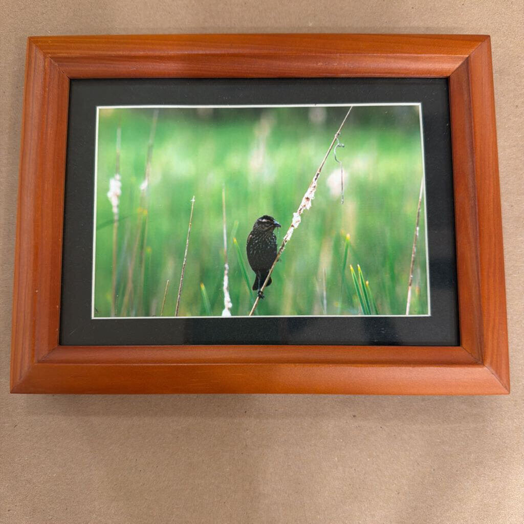 Female Red Wing Black Bird