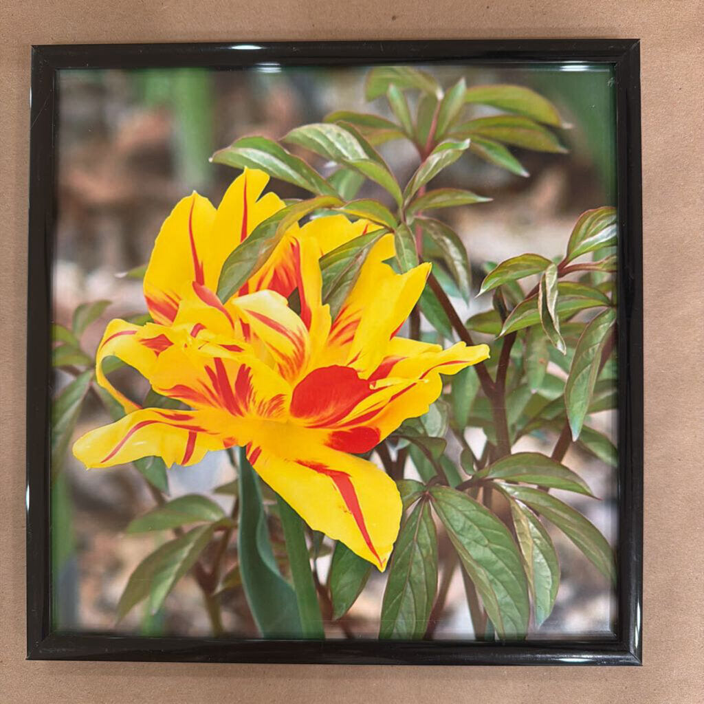 Fire Lily