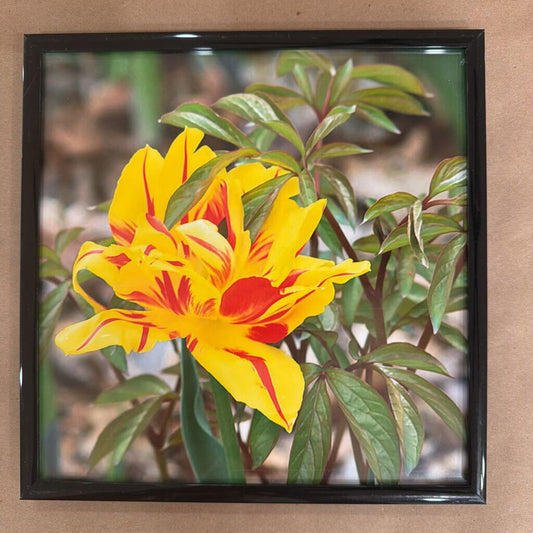 Fire Lily