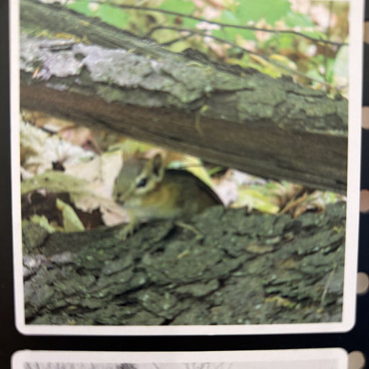 Magnets 11